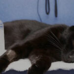 猫有机磷中毒该咋治？阿托品好使不？