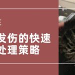 【实践】犬猫多发伤的快速评估与处理策略