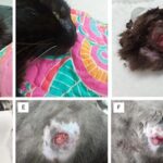 【病例】全身皮肤烂成这样的猫还有救吗？