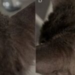 【病例】猫皮肤癣菌感染，不是犬小孢子菌，还能是啥？