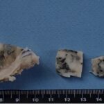 【病例】罕见！集四种癌症于一身的犬，可见母犬绝育有多重要