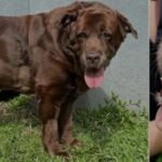【病例】12岁拉布拉多犬的怪病：头变大、舌头变大、血糖失控，真相竟是这种常见的激素过多