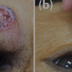 【病例】金毛犬眼周长出巨大肿瘤，兽医巧用双菱形皮瓣修复