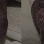 【病例】猫感染罕见寄生虫！香港城市大学团队揭秘亚洲丝虫的临床表现与治疗挑战